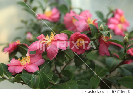 Camelia mariflora 67746668