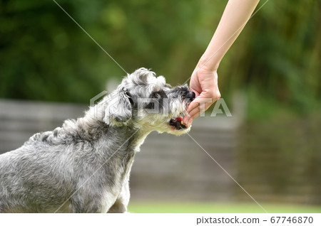 A miniature schnauzer to receive a snack to eat 67746870