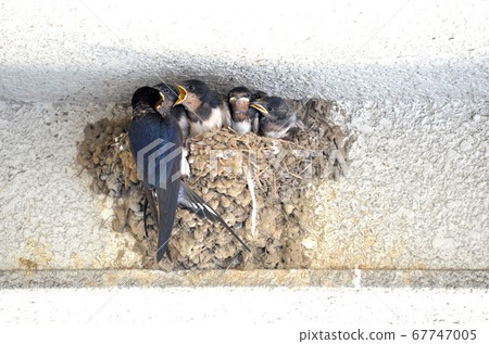 Tsubame feeding 67747005