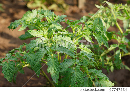 A bush of green young tomato. 67747384