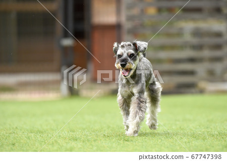 Miniature Schnauzer playing with dog run Miniature Schnauzer playing with dog run 67747398