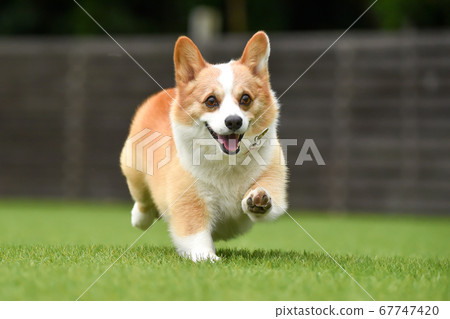 柯基犬圖片在狗奔跑 柯基犬圖片在狗奔跑 67747420