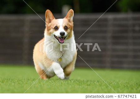 Corgi playing in a dog run Corgi playing in a dog run 67747421
