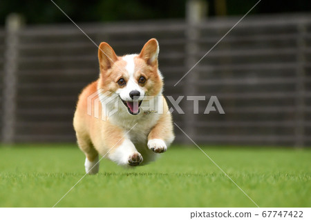 柯基犬圖片在狗奔跑 柯基犬圖片在狗奔跑 67747422