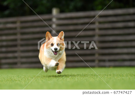 柯基犬圖片在狗奔跑 柯基犬圖片在狗奔跑 67747427