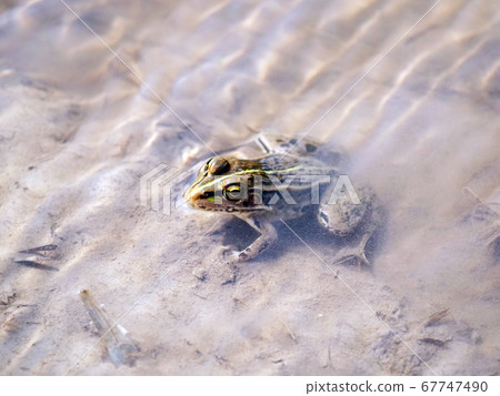 Tono tree frog amphibian frog 67747490