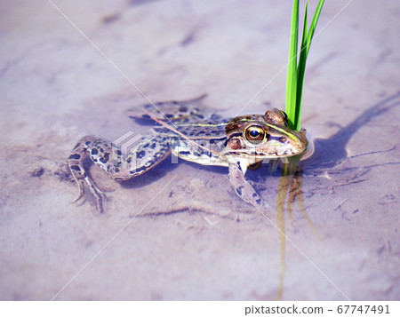 Tono tree frog amphibian frog Tono tree frog amphibian frog 67747491