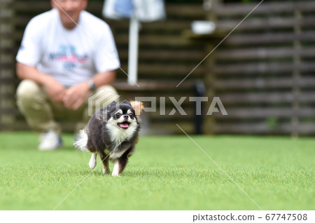 Chihuahua running and playing in dog run Chihuahua running and playing in dog run 67747508