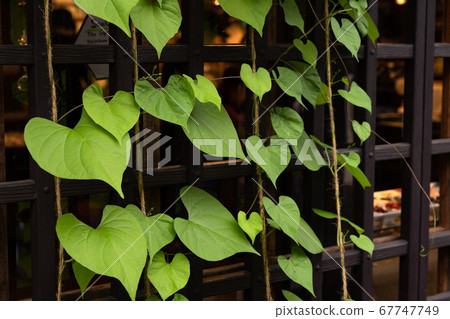 老城留下遮陽篷 老城留下遮陽篷 67747749