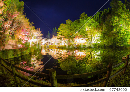 Illuminated autumn leaves at Hojoji Temple (Bungoono City, Oita Prefecture) 67748000