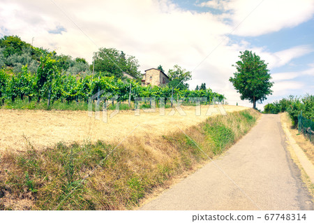 The road among fields and vineyards in Tuscany 67748314