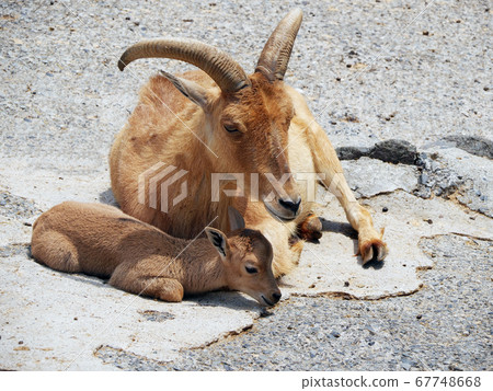 Burberry Sheep Tategami Sheep Parents and Children - Stock Photo [67748668]  - PIXTA