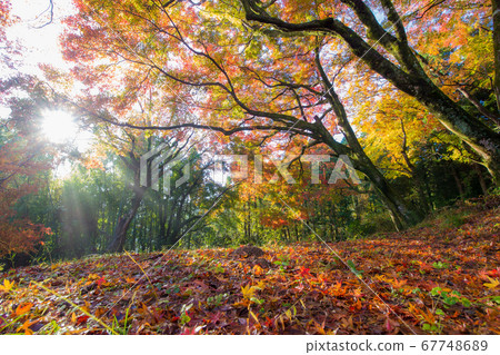 Autumn leaves in Yosaku Park (Bungo Ono City, Oita Prefecture) 67748689