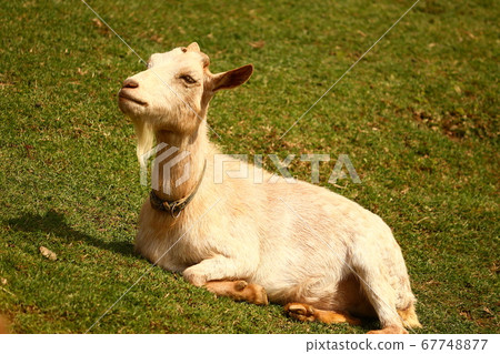 White goat profile of sitting and laughing face 67748877