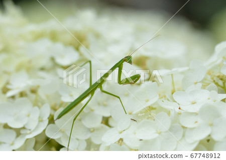 Mantis and hydrangea Mantis and hydrangea 67748912