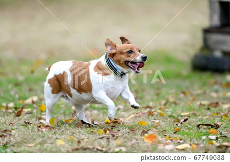 Jack Russell Terrier playing in a dog run 67749088