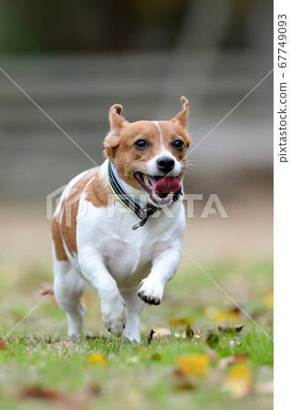 Jack Russell Terrier playing in a dog run 67749093