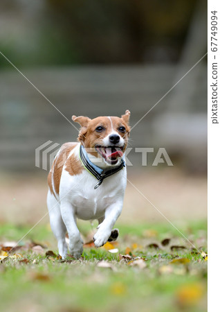 Jack Russell Terrier playing in a dog run 67749094