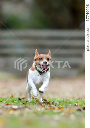 Jack Russell Terrier playing in a dog run Jack Russell Terrier playing in a dog run 67749098