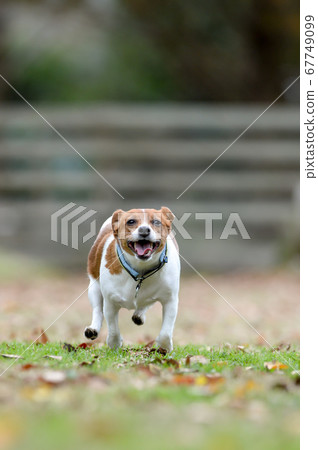 Jack Russell Terrier playing in a dog run Jack Russell Terrier playing in a dog run 67749099