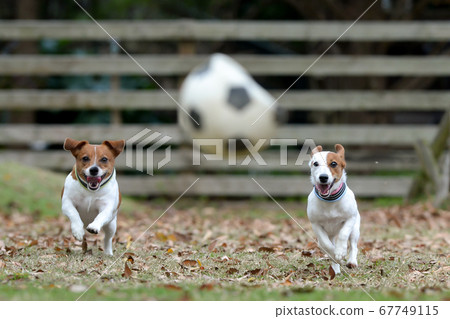 Jack Russell Terrier playing in a dog run 67749115