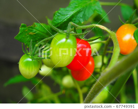 家庭花園 67749391