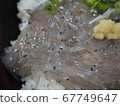 Many eyes of raw shirasu 67749647