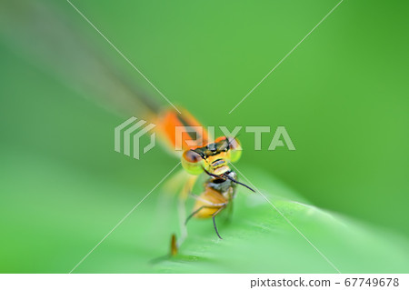 Immature female Asiitombo Immature female Asiitombo 67749678