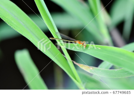 Immature female Asiitombo 67749685