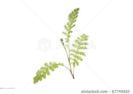 Tansy Golden Fleece Tansy Golden Fleece 67749885