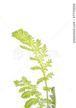 Tansy Golden Fleece 67749888