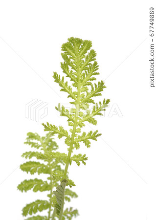 Tansy Golden Fleece Tansy Golden Fleece 67749889
