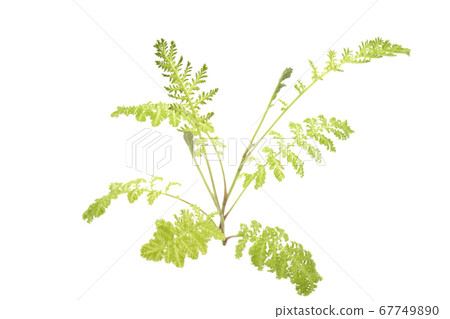 Tansy Golden Fleece Tansy Golden Fleece 67749890