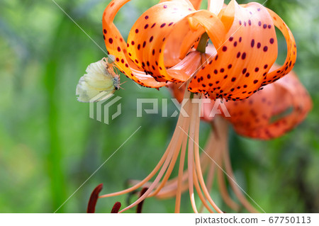 捕獲了飛向百合百合的白色蝴蝶的蜘蛛 捕獲了飛向百合百合的白色蝴蝶的蜘蛛 67750113