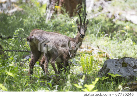 Chamois and her juvenile at Ecrins national park Chamois and her juvenile at Ecrins national park 67750246