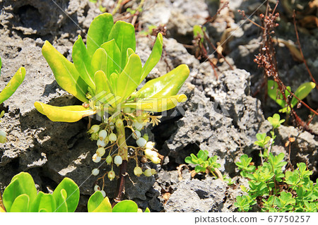 斯凱沃拉Taccada 斯凱沃拉Taccada 67750257