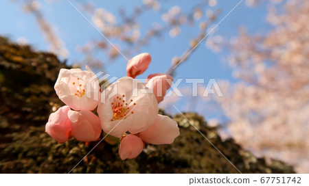 櫻花盛開在樹幹上(藍藍的天空背景) 櫻花盛開在樹幹上(藍藍的天空背景) 67751742