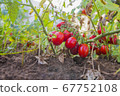 Tomatoes on the plant in the ground 67752108