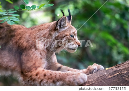 Lynx ready to jump. Wildlife from nature. Animal 67752155