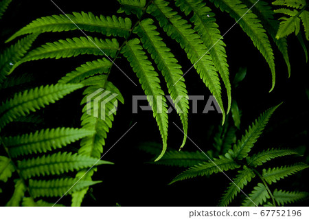 Green fern leaves shot in low light 67752196