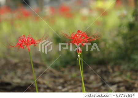 Higanbana Mandara Shaka Higanbana Mandara Shaka 67752634