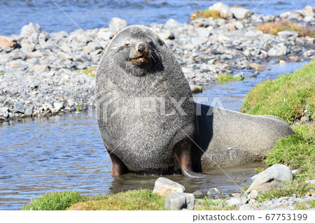 南極海狗(南喬治亞) 南極海狗(南喬治亞) 67753199