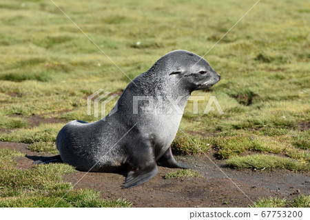 Antarctic fur seal (South Georgia) 67753200