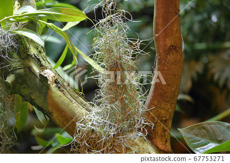 Spanish Moss Tillandsia Usneoides Tree Stock Photo by