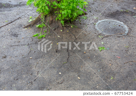 Cracks in the ground at the tree trunk before Cracks in the ground at the tree trunk before 67753424