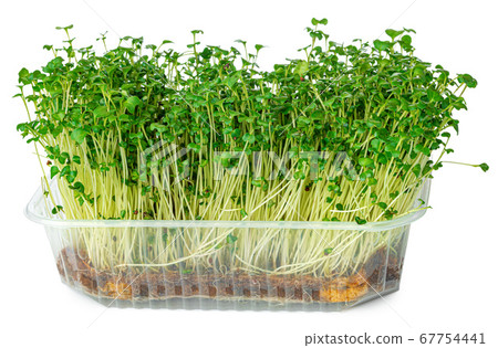 Micro green sprouts of watercress salad isolated on white Micro green sprouts of watercress salad isolated on white 67754441