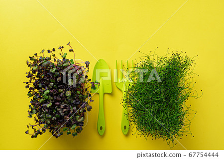 Micro green growing sprouts on yellow background, top view 67754444