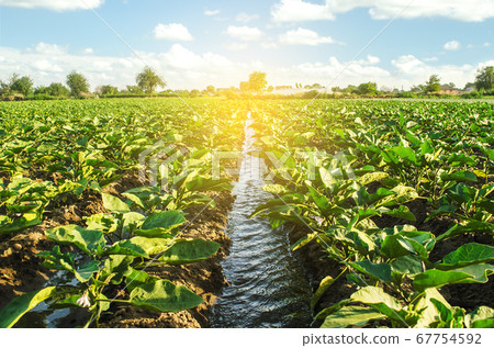 An irrigation water canal passes through the eggplant plantation. Caring for plants, growing food. Agriculture and agribusiness. Conservation of water resources and reduction pollution. Watering An irrigation water canal passes through the eggplant plantation. Caring for plants, growing food. Agriculture and agribusiness. Conservation of water resources and reduction pollution. Watering 67754592