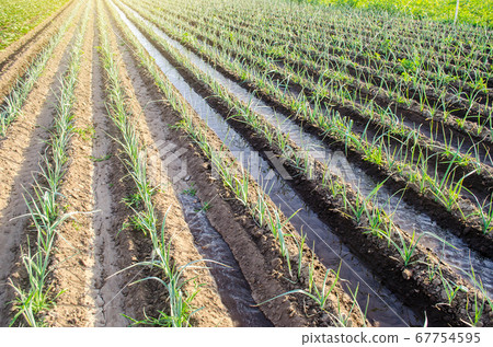 Water flows through irrigation canals on a farm eggplant plantation. Caring for plants, growing food. Agriculture and agribusiness. Conservation of water resources and reduction pollution. 67754595