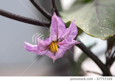 Flowering eggplant Flowering eggplant 67755389
